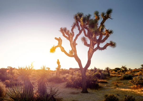 Джошуа Дерева Національного Парку Пустелі Мохаве Каліфорнія — стокове фото