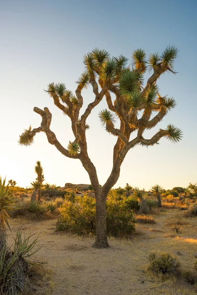 Joshua Tree National Park Mojave Poušti Kalifornie — Stock fotografie