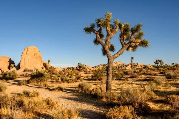 Joschua Baum Nationalpark Mojave Wüste Kalifornien — Stockfoto