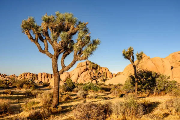 Parque Nacional Joshua Tree, Deserto de Mojave, Califórnia Imagem De Stock