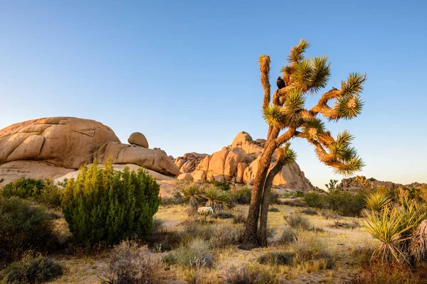 Parque Nacional Joshua Tree Deserto Mojave Califórnia Imagens Royalty-Free