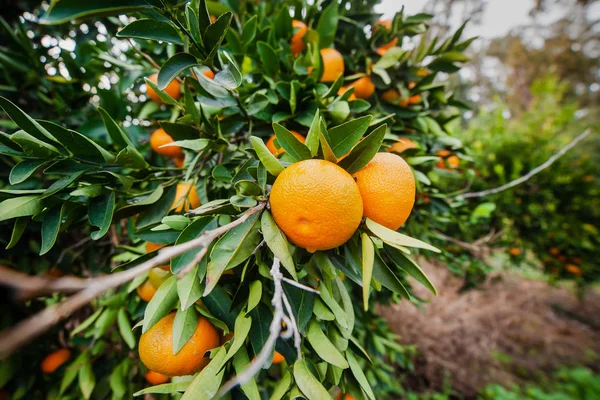 View of oranges hanging on tree before. Bright ripe fruits in sunlight at garden. Organic farming. Healthy eco food. Close up of orange trees in the garden, selective focus.