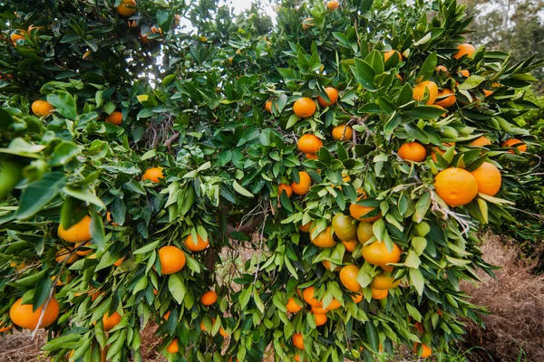 View of oranges hanging on tree before. Bright ripe fruits in sunlight at garden. Organic farming. Healthy eco food. Close up of orange trees in the garden, selective focus.