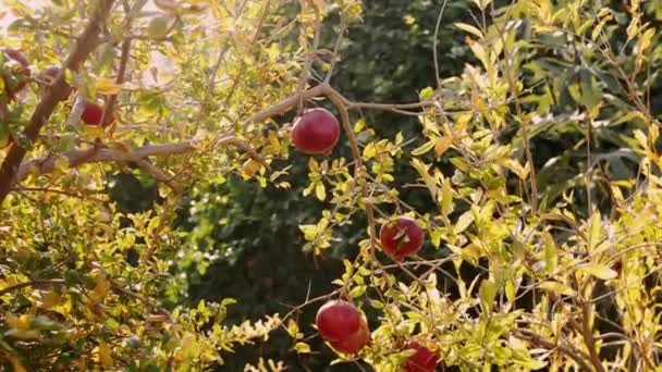 Ripe Pomegranate Fruits Hanging Tree Branch Garden Sunset Light Selective — Stock Video