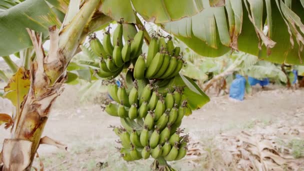 Pacotes Bananas Crescendo Uma Árvore Banana Árvore Com Monte Verde — Vídeo de Stock