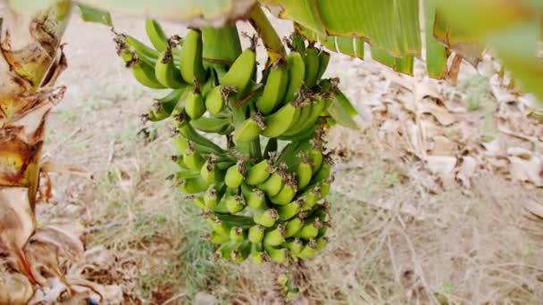 木の上で成長するバナナの束 緑の成長生のバナナの束とバナナの木 緑のバナナがたくさん収穫されたバナナの木 — ストック動画