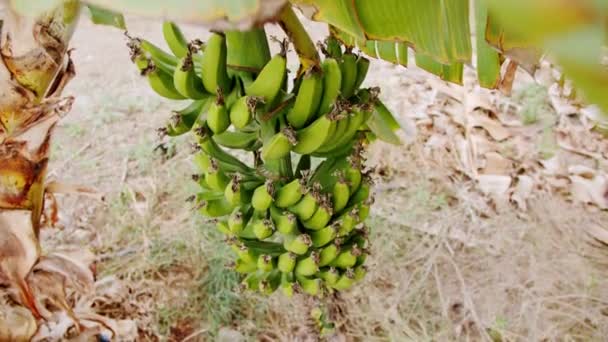 Wiązki Bananów Rosnące Drzewie Drzewo Bananowe Bandą Zielonych Surowych Bananów — Wideo stockowe