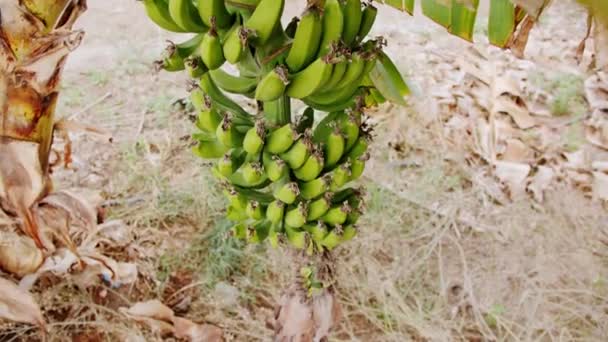 Wiązki Bananów Rosnące Drzewie Drzewo Bananowe Bandą Zielonych Surowych Bananów — Wideo stockowe