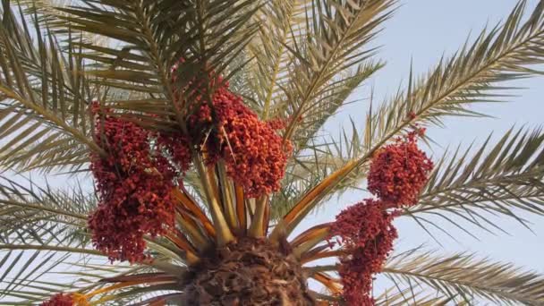 Date Palmboom Met Rijp Fruit Takken Bewegen Wind Palmboom Met — Stockvideo