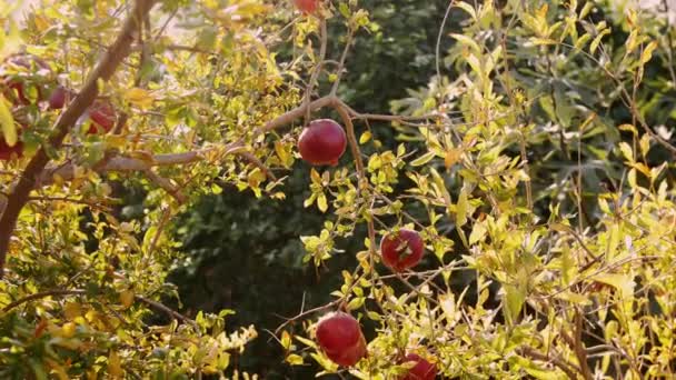 庭の木の枝にぶら下がっているザクロの果物を熟す 日没の光選択的焦点 — ストック動画