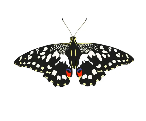 Desenho de borboleta Mahaon — Vetor de Stock