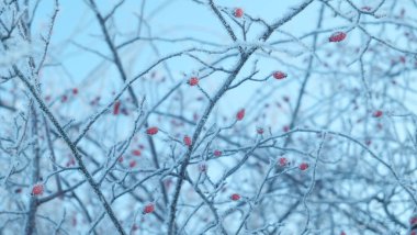 briar kış, kar, görünüm
