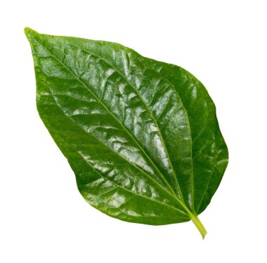 Beyaz arkaplanda bir betel yaprağı