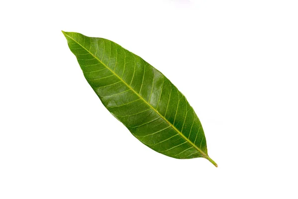 One mango leaf on a white background — 스톡 사진