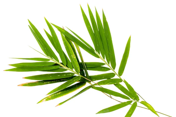 Bamboo leaves with sunburns on a white background — 스톡 사진