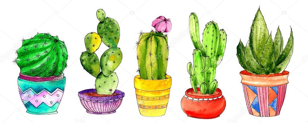 the cactus drawn with a watercolor