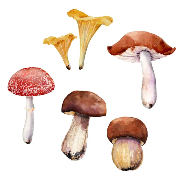 Mushrooms,watercolor clipart. — Stock Photo, Image