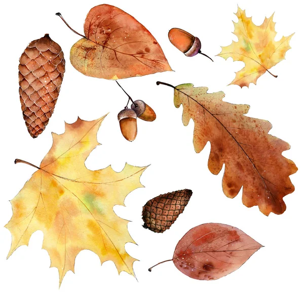 Осенние листья. Набор акварельных клипартов . — стоковое фото