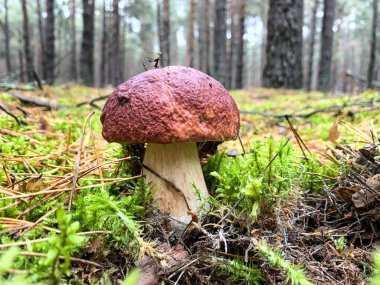 Ormanda beyaz mantarlar Butyriboletus rejimi veya boletus rejimidir. .