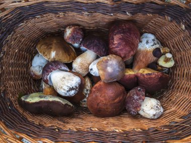 Beyaz mantarlar Butyriboletus rejimi veya Boletus rejimi ormandaki bir sepette.