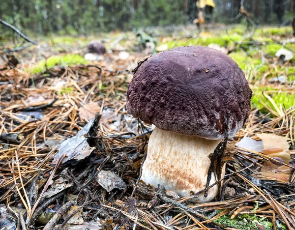 Vitsvamp Butyriboletus regius eller boletus regius i skogen . — Stockfoto