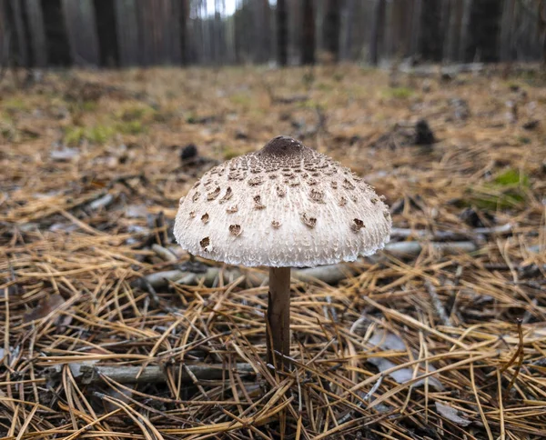 Parasol mushroom or Macrolepiota procera or Lepiota procera growing in forest — Stock Photo, Image