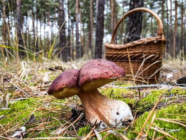 Белый гриб Butyriboletus regius или boletus regius с корзиной на заднем плане на лесной поляне . — стоковое фото