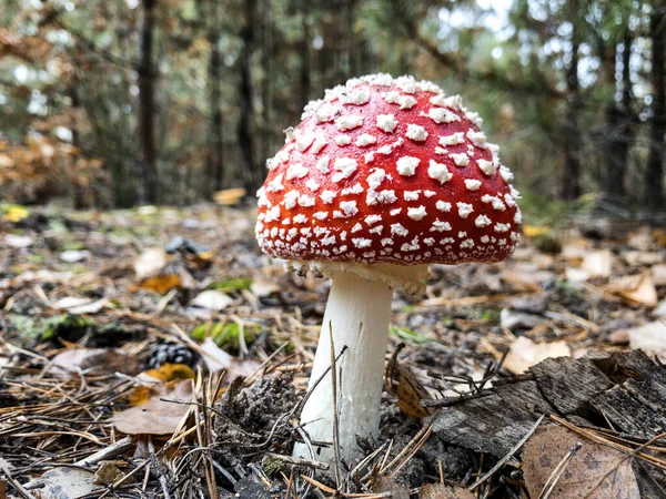 Amanita muscaria, commonly known as the fly agaric or fly amanita — Stock Photo, Image