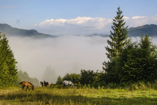 Kůň se pasou na louce v Karpatech. Mlhavá krajina. Ranní mlha vysoko v horách. Ukrajina. — Stock fotografie