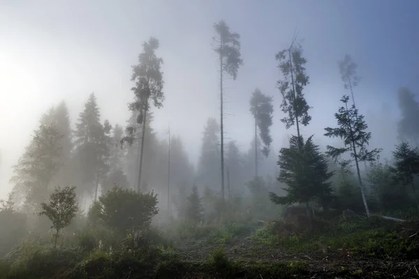 Paisagem nebulosa. O nevoeiro da manhã nasce nas montanhas dos Cárpatos. Ucrânia . — Fotografia de Stock