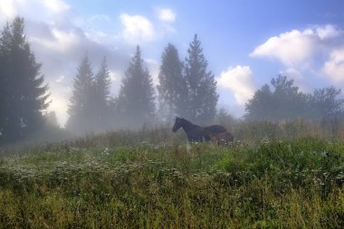 At, Karpat Dağları 'ndaki çayırlarda otluyor. Puslu bir manzara. Dağların tepesinde sabah sisi. Ukrayna. 