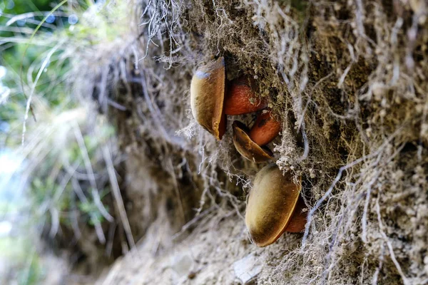 Mushrooms Suillellus luridus, formerly Boletus luridus, commonly known as the lurid bolete. — Stock Photo, Image