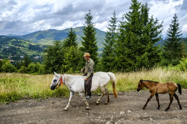 Карпатский всадник на белом коне высоко в горах в Карпатах, Львовская область, Украина. Август 2019 — стоковое фото