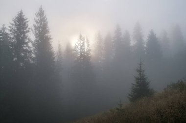 Puslu bir manzara. Karpat Dağları 'nda sabah sisi. Ukrayna.