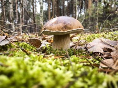 Ormanda beyaz mantarlar Butyriboletus rejimi veya boletus rejimidir. .