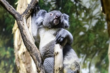 Hayvanat bahçesindeki ağaçta Koala..