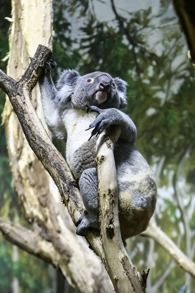 Oso Koala en un árbol en un zoológico . — Foto de Stock