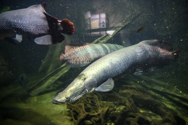Avustralya akciğer balığı ya da Queensland akciğer balığı ya da Neoceratodus hayvanat bahçesindeki akvaryumda yaşayan bir fosili forster..