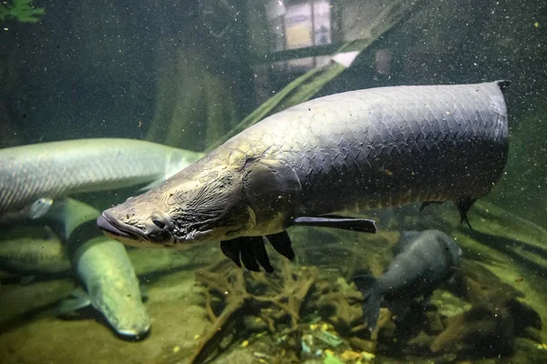 Australian Lungfish or Queensland lungfish or Neoceratodus forsteri a living fossil in the aquarium in the zoo. — Stock Photo, Image