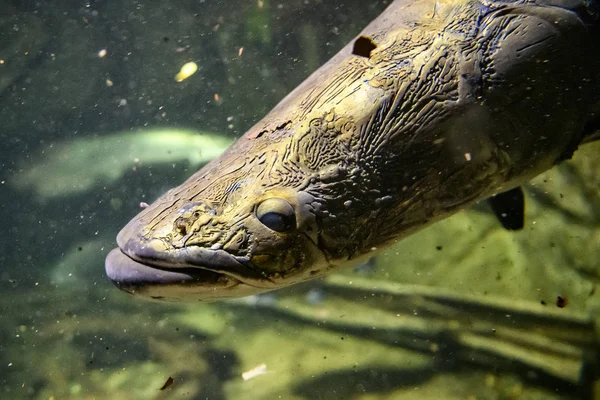 Australian Lungfish or Queensland lungfish or Neoceratodus forsteri a living fossil in the aquarium in the zoo. — Stock Photo, Image