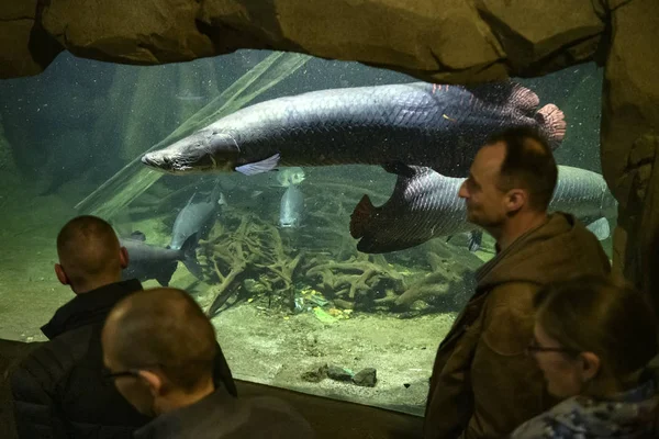 Visitors see Australian Lungfish or Queensland lungfish in aquarium at Leipzig zoo, Germany. November 2019 — Stock Photo, Image