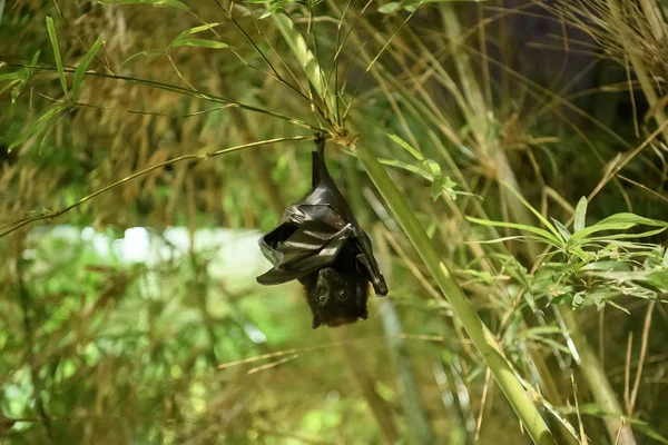 Ночная летающая лиса или Pteropus hypomelanus condorensis в зоопарке . — стоковое фото