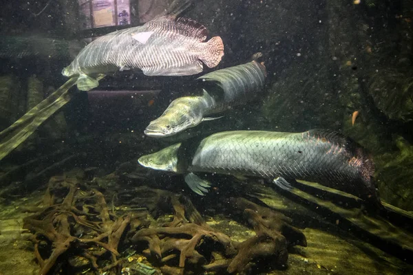 Australian Lungfish or Queensland lungfish or Neoceratodus forsteri a living fossil in the aquarium in the zoo. — Stock Photo, Image