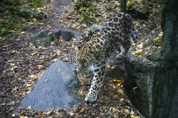 The far Eastern leopard or Amur leopard in zoo.