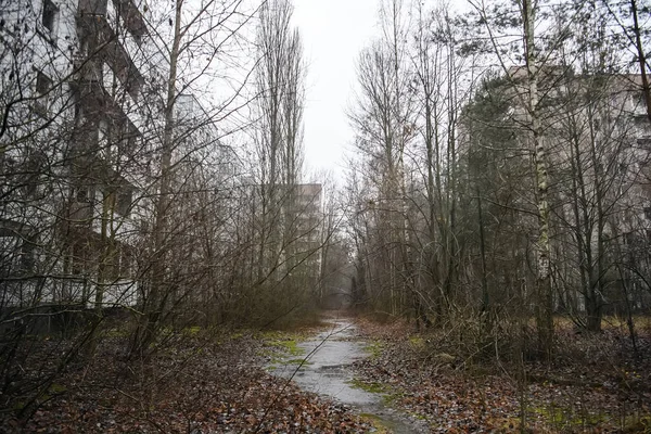 Ville fantôme abandonnée Prypiat. Arbres envahis et bâtiments en ruine dans la zone d'exclusion de Chornobyl. décembre 2019 — Photo