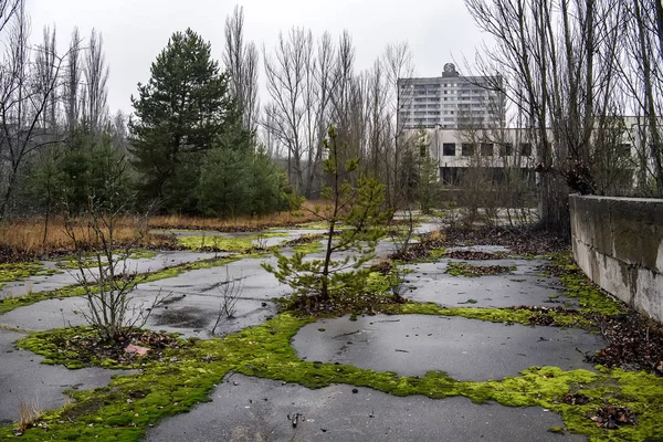 Abandoned ghost town Prypiat. Overgrown trees and collapsing buildings in Chornobyl exclusion zone. December 2019 — ストック写真