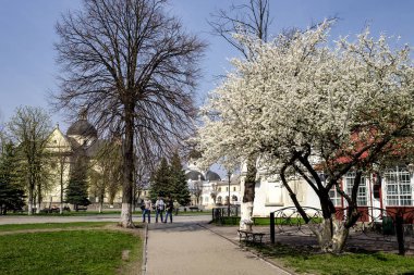 Ukrayna 'nın Lviv bölgesinin tarihi merkezi Zhovkva' da çiçek açan ağaçlar. Nisan 2016