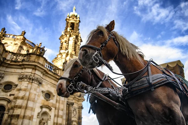 Par de cavalos arnesados com Catedral da Santíssima Trindade em segundo plano. Teaterplatz em Bremen, Alemania. Novembro 2019 — Fotografia de Stock