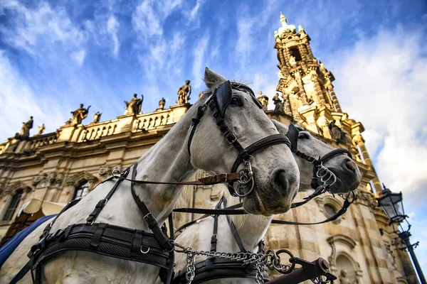 Paar eingespannte Pferde mit der Dreifaltigkeitskathedrale im Hintergrund. Theaterplatz in Dresden. November 2019 — Stockfoto