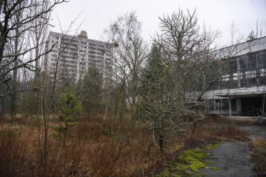 Terk edilmiş hayalet kasaba Prypiat. Kornobil sınırlama bölgesindeki aşırı gelişmiş ağaçlar ve yıkılan binalar.. 